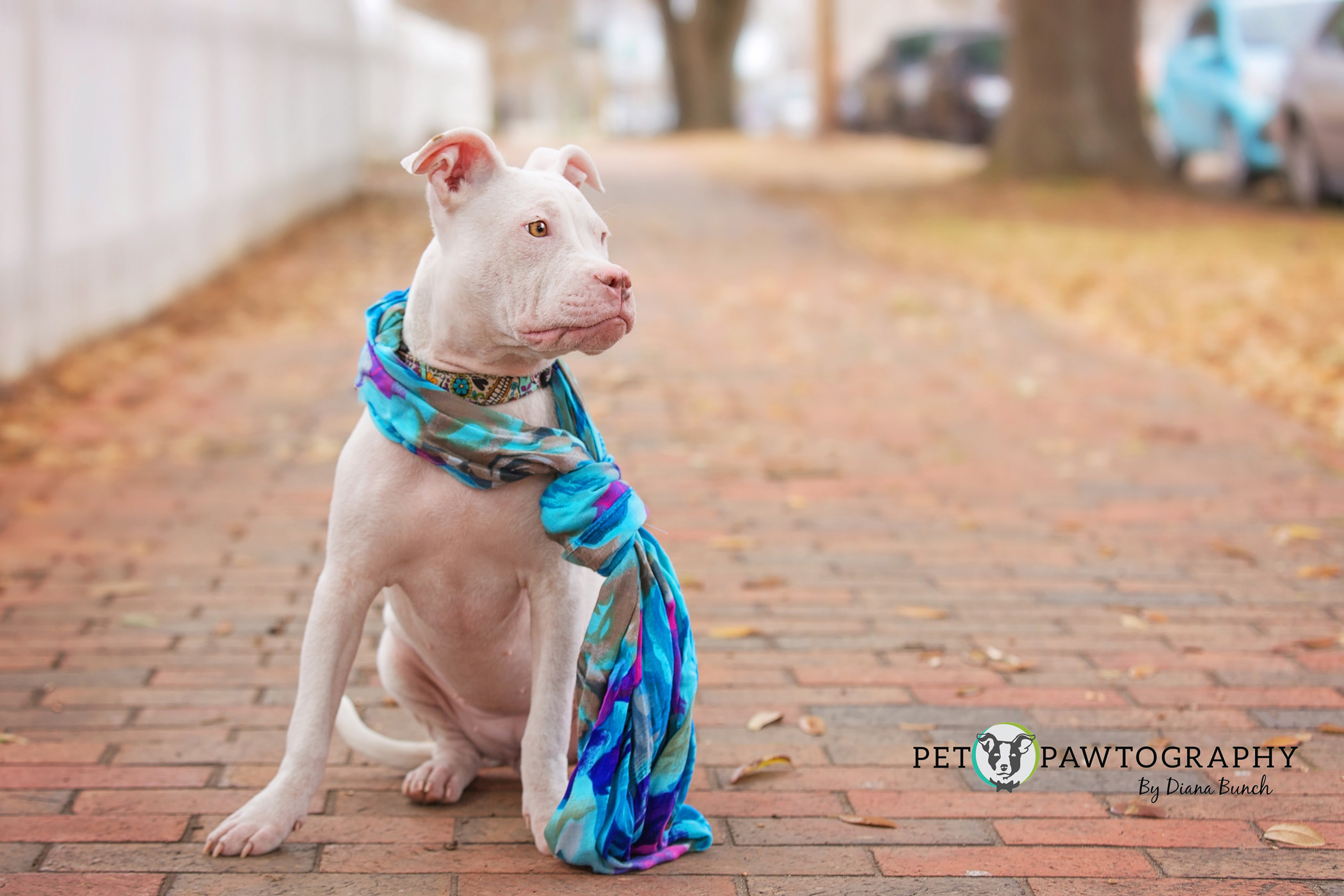 Oracle after she was treated for mange. Photography by Diana Bunch of Pet Pawtography.