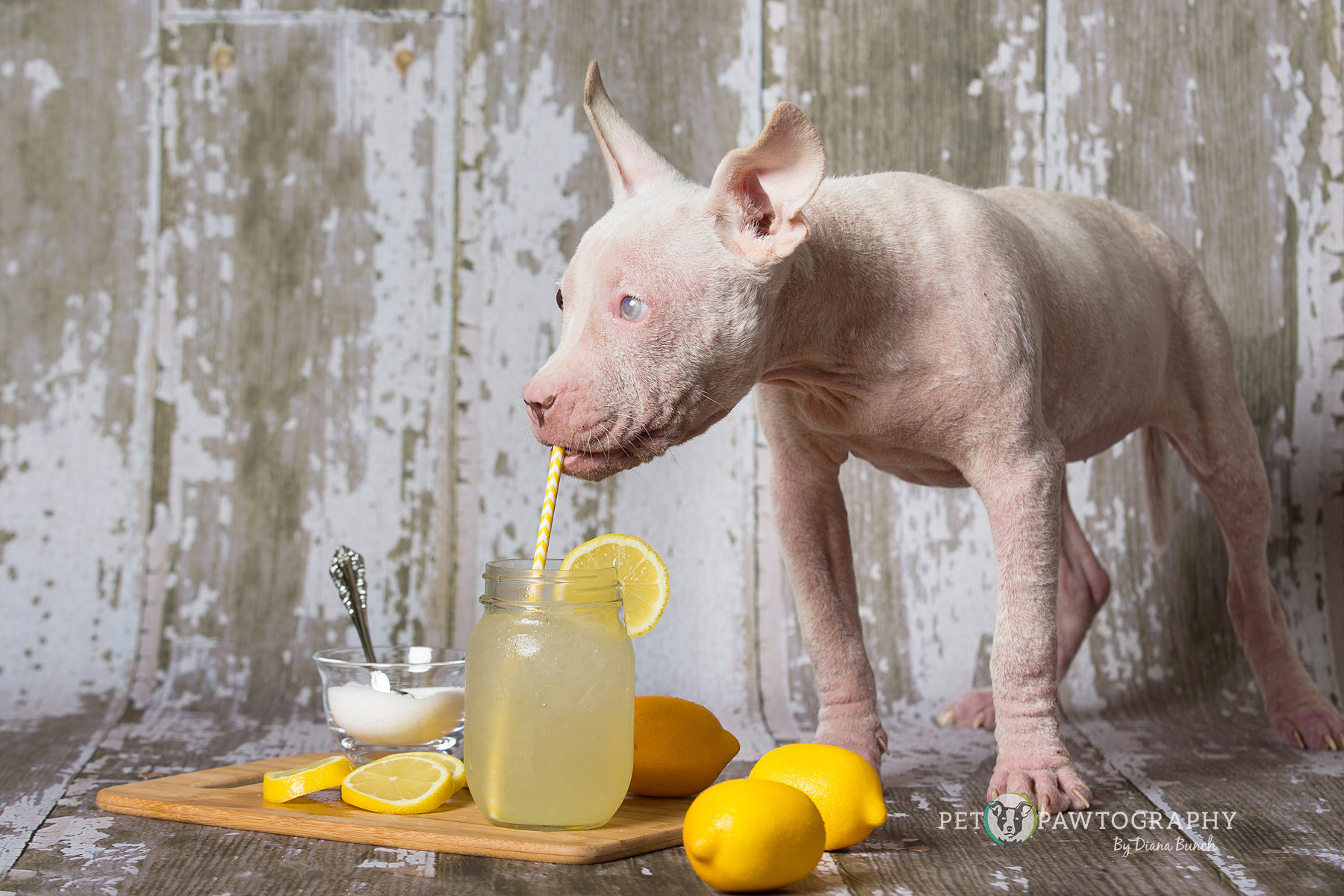 Squeal! What a perfect capture. Photography by Diana Bunch of Pet Pawtography.