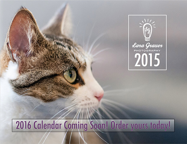 0012-QU-fundraisers-and-events-calendar-cats