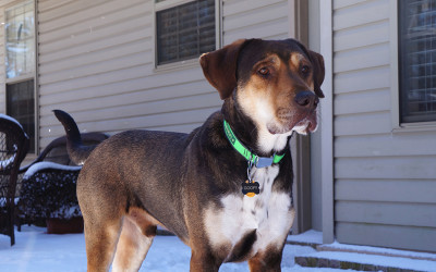 Tornado of Love: How Goofy Found his Furever Friends