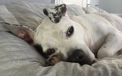 Q&U: Why We Love Our Rescue Pets