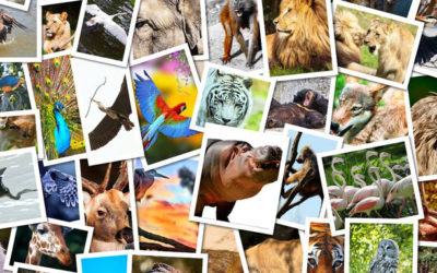 Q&U: Wild at Heart – The Animals We Wish We Could be and Why