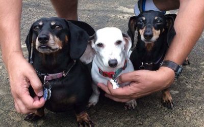 How Three Weiner Dogs Found a BUNdle of Love