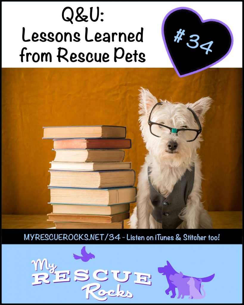 0034_lessons_learned_from_rescue_pets_c