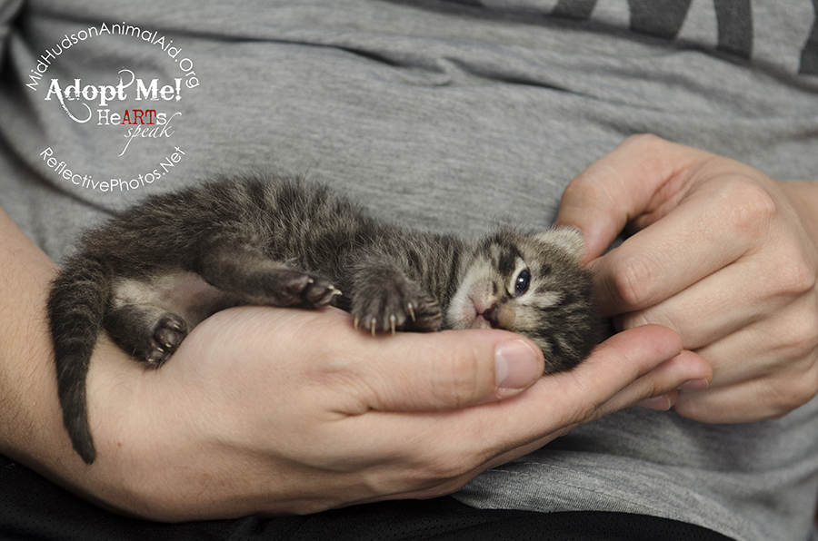 0050_quinoa_foster_cat_n_kittens_the_grainy_bunch_MHAA_16_08_08