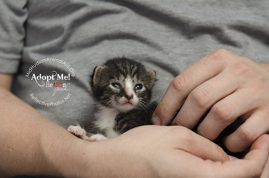 0068_quinoa_foster_cat_n_kittens_the_grainy_bunch_MHAA_16_08_08