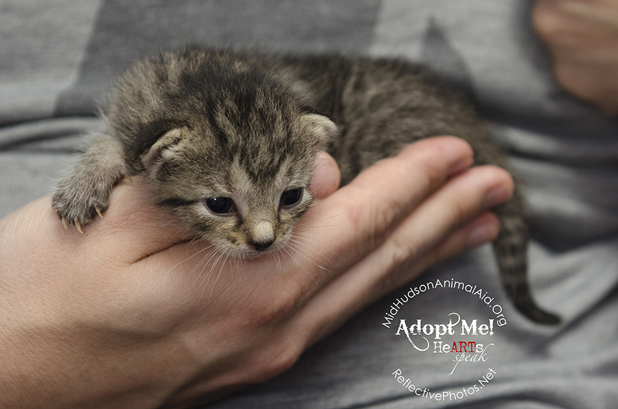 0107_quinoa_foster_cat_n_kittens_the_grainy_bunch_MHAA_16_08_08