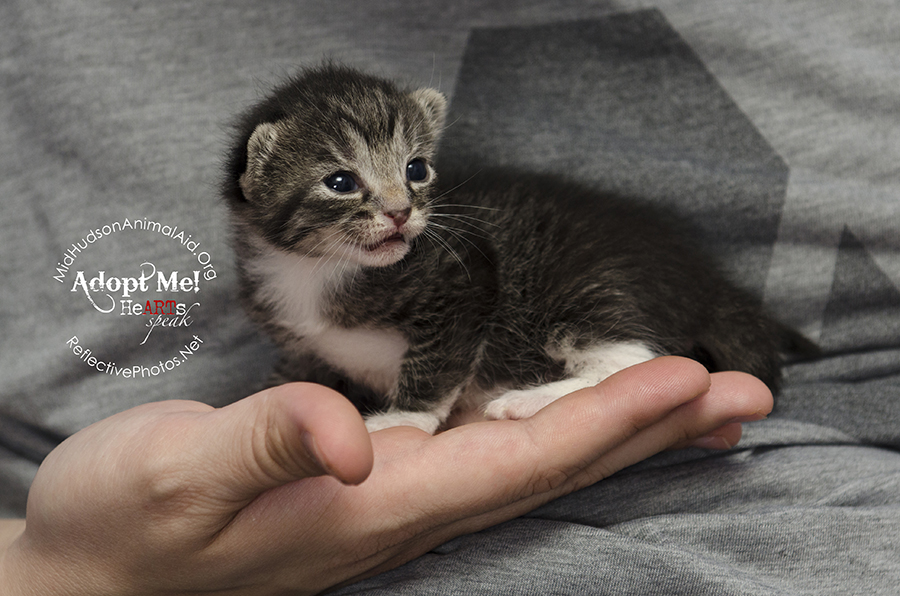 0128_quinoa_foster_cat_n_kittens_the_grainy_bunch_MHAA_16_08_08