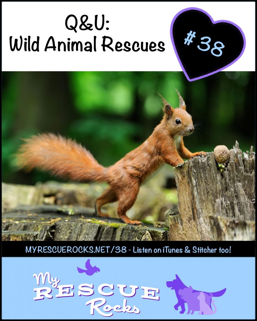 0038_qu_wild_animal_rescues_c