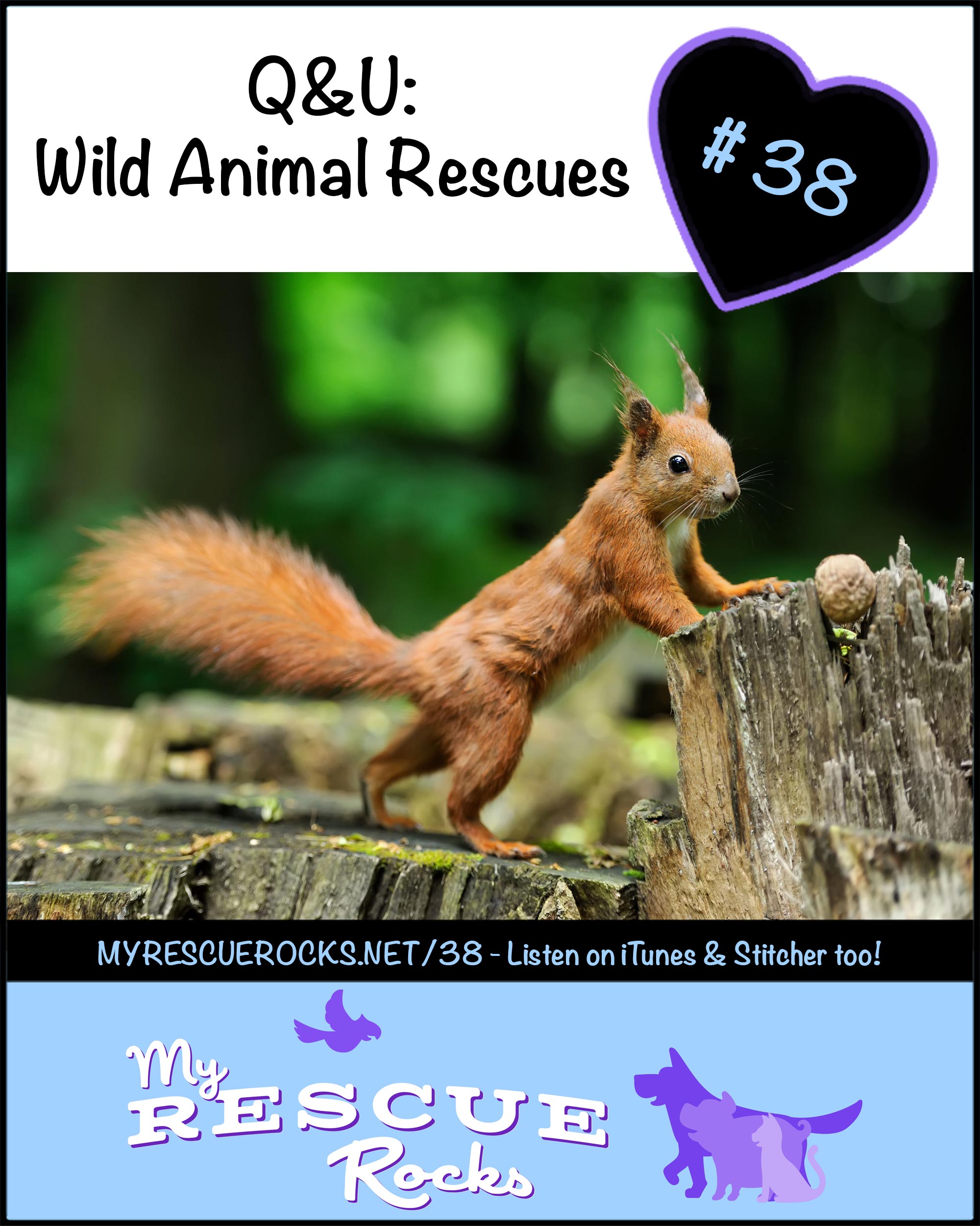 wild animal rescue